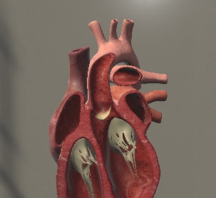 外科三维骨骼 Surgical Study and 3D Skeletons for Medical School Students