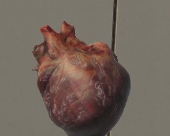 外科三维骨骼 Surgical Study and 3D Skeletons for Medical School Students