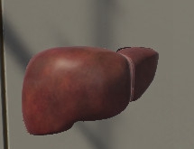 外科三维骨骼 Surgical Study and 3D Skeletons for Medical School Students