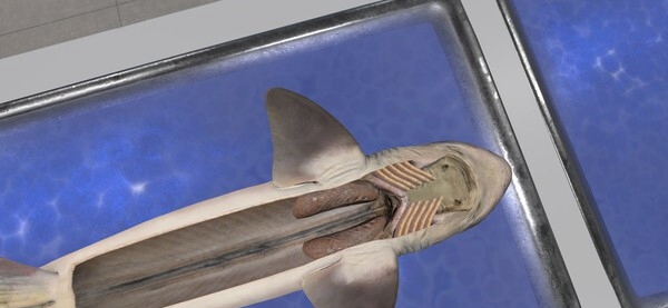 [Oculus quest] 解剖鲨鱼（VictoryXR）