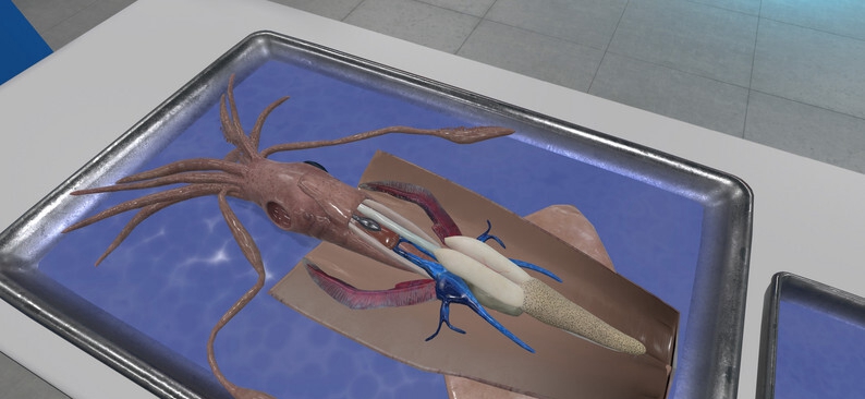 [Oculus quest] 解剖无脊椎动物 VR（VR Squid and Seastar Dissection）