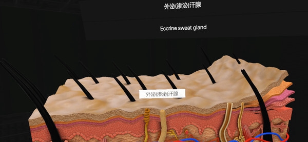 [VR游戏下载] 认识人体解剖 VR（Everyday Anatomy VR）