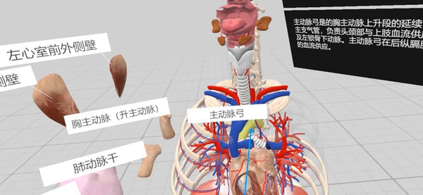 [VR游戏下载] 认识人体解剖 VR（Everyday Anatomy VR）