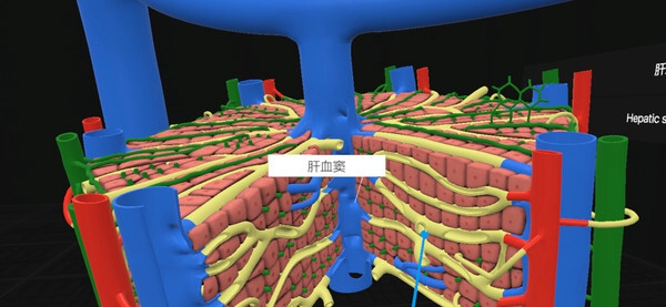 [VR游戏下载] 认识人体解剖 VR（Everyday Anatomy VR）