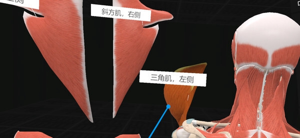 [VR游戏下载] 认识人体解剖 VR（Everyday Anatomy VR）